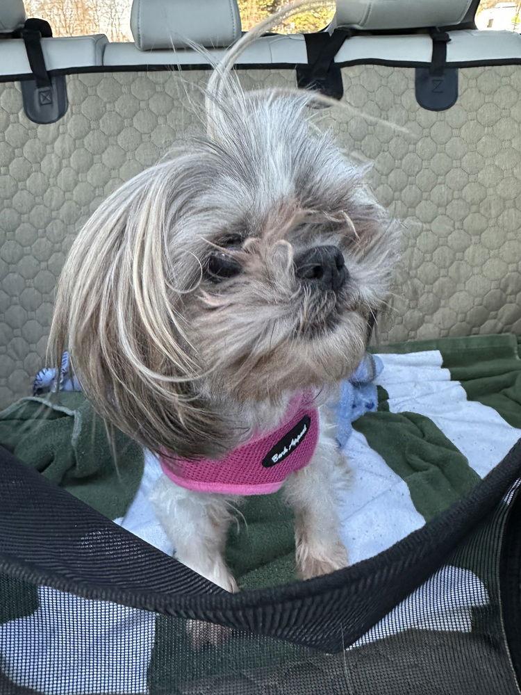 Bella (1/21/26 CC)~ — thumbnail 2