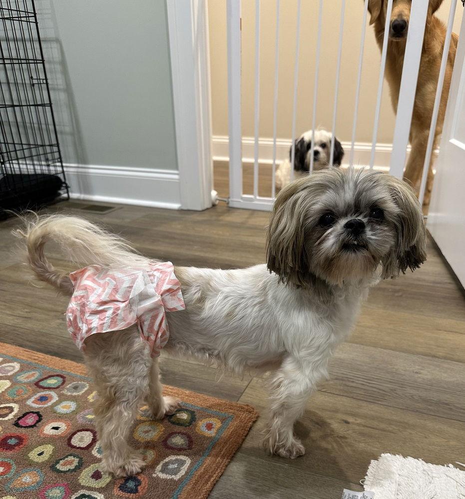 Bella (1/21/26 CC)~ — thumbnail 3