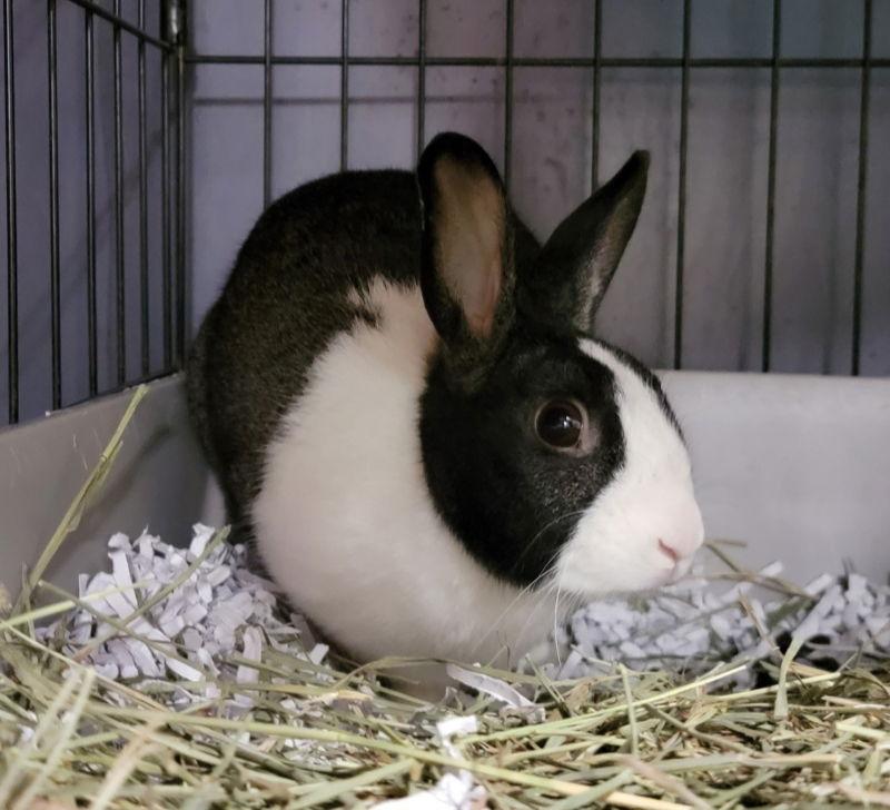 Maggie (#3), Adopted, Adult Female Dutch.