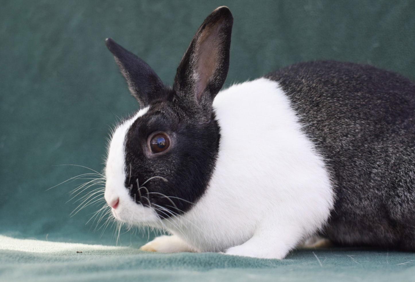 Enlarge Maggie (#3), a Adopted Dutch in Baton Rouge, LA image 3/3