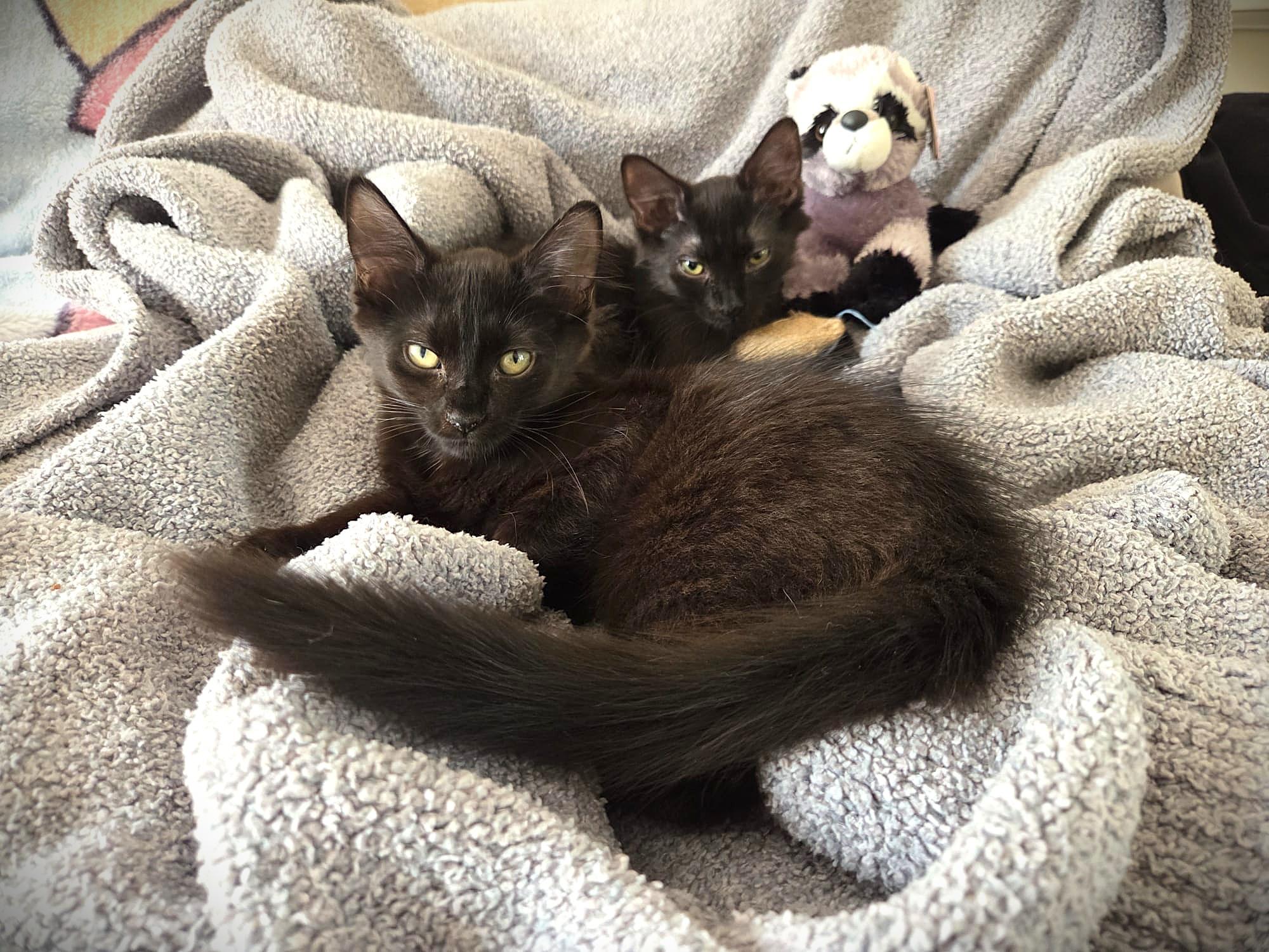 Enlarge Princess & Felix, a Adoptable mixed breed in Brooklyn, NY image 3/6