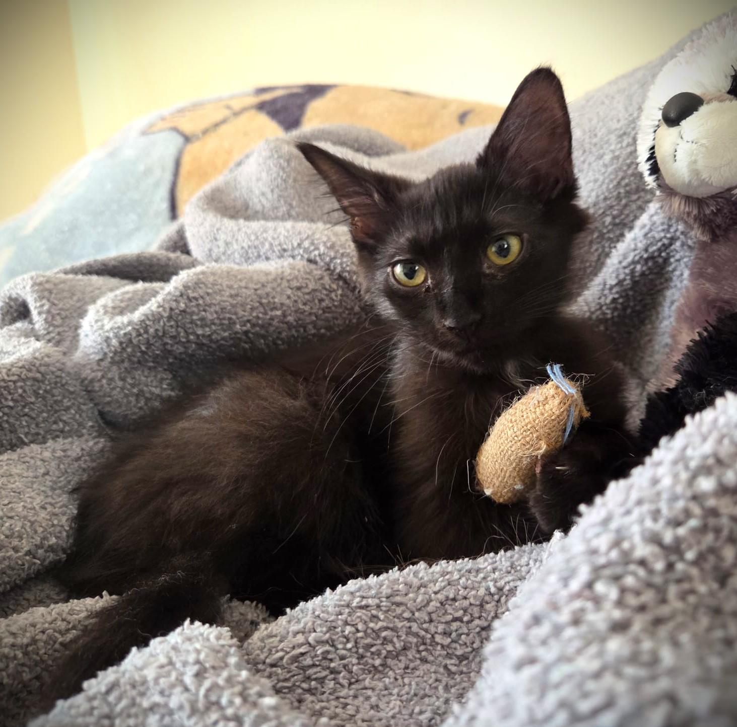 Enlarge Princess & Felix, a Adoptable mixed breed in Brooklyn, NY image 4/6