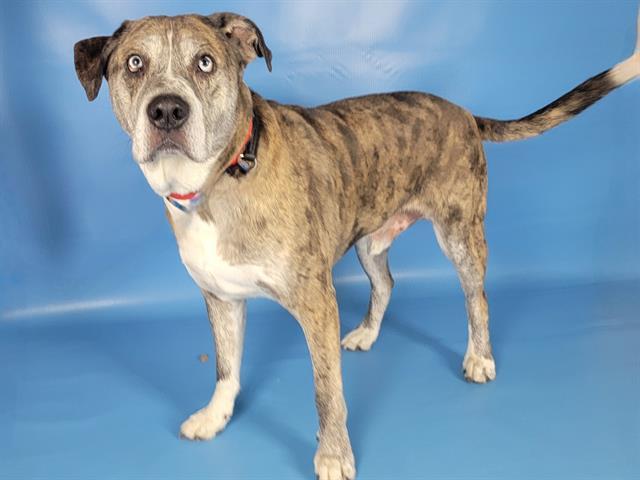 Enlarge BOOMER, a Adoptable Catahoula Leopard Dog in Colorado Springs, CO image 1/1