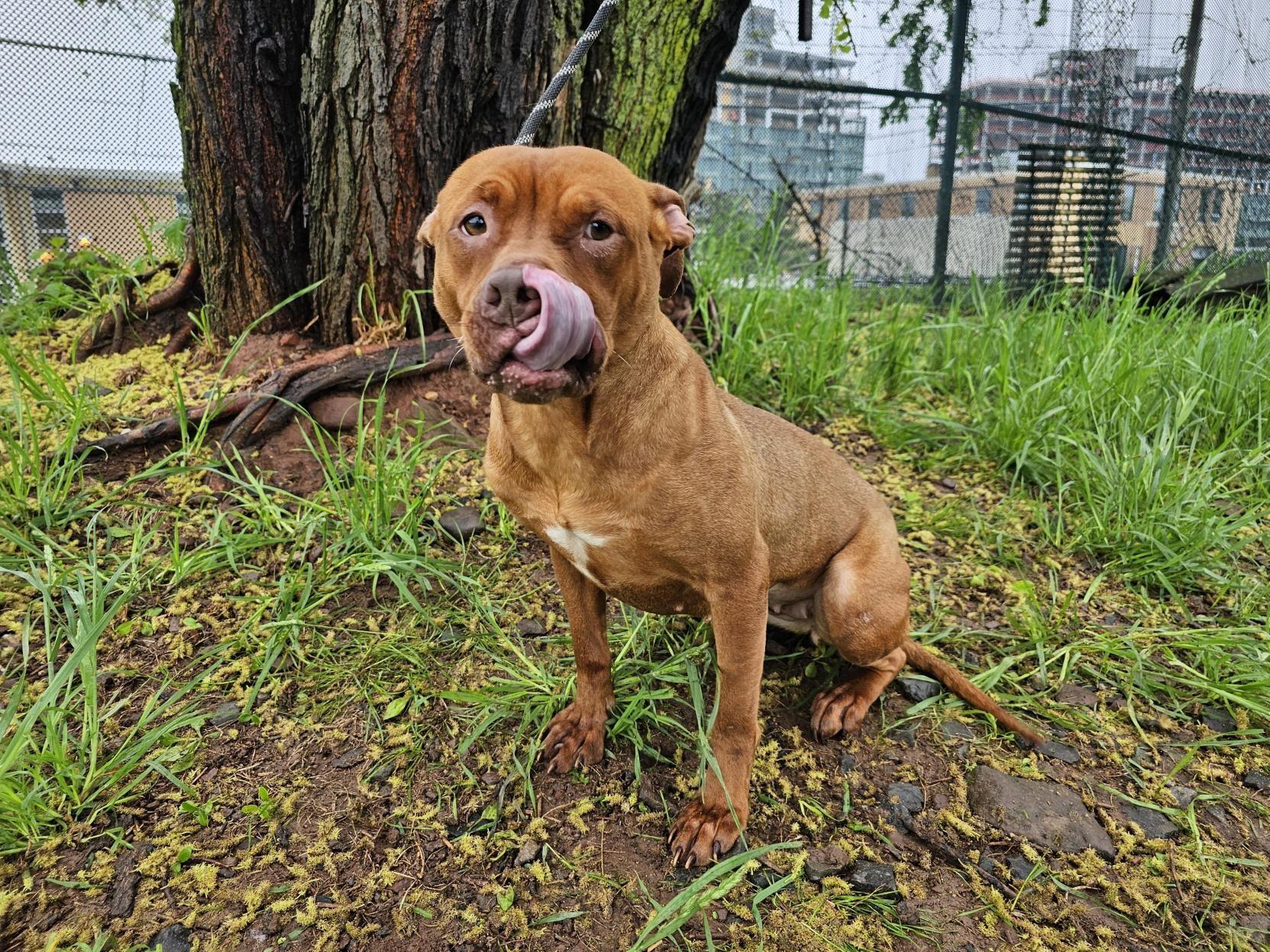 Enlarge Blaze, a Adoptable Pit Bull Terrier in Jersey city, NJ image 2/2