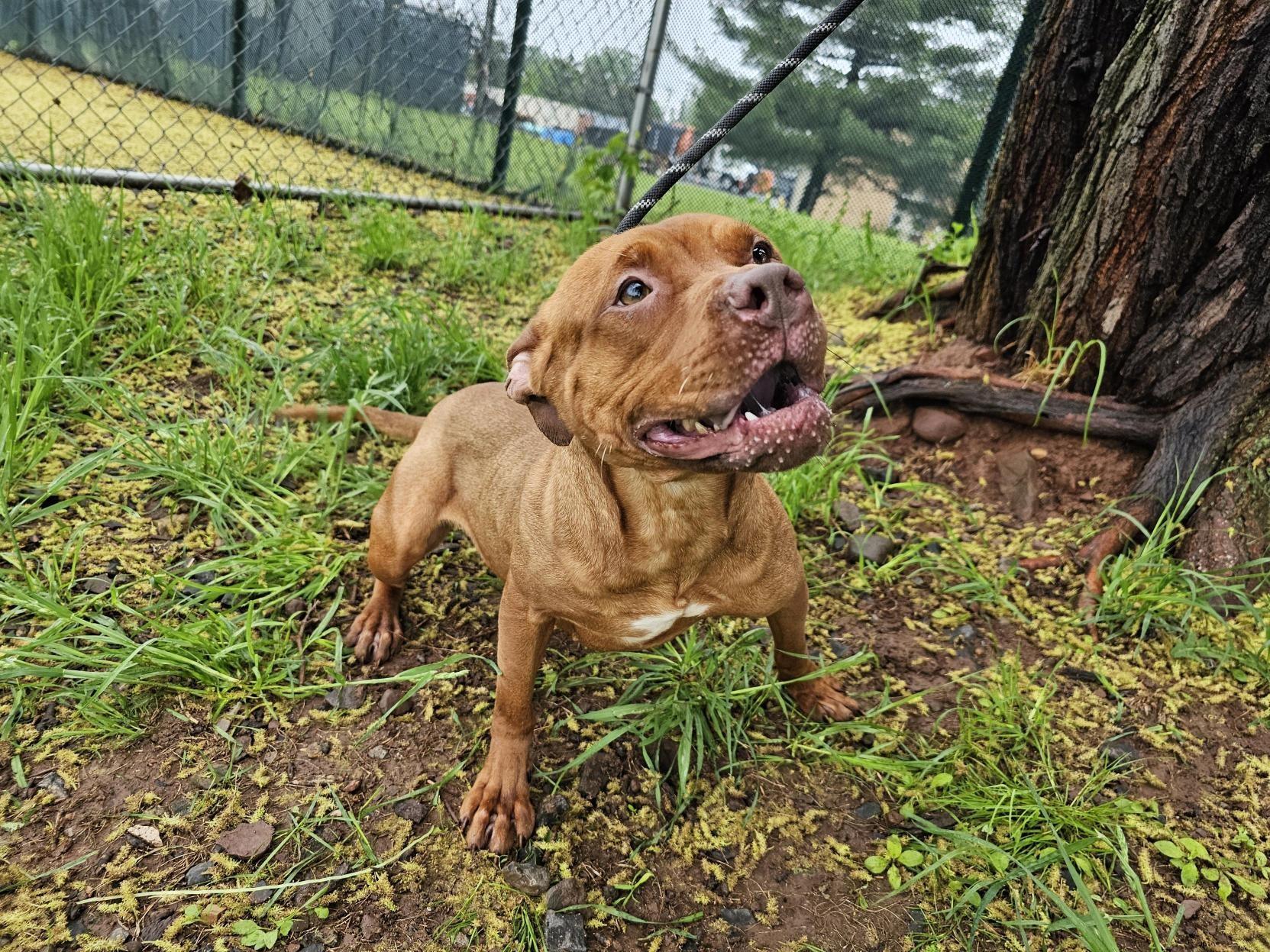 Blaze, Adoptable, Adult Female Pit Bull Terrier.