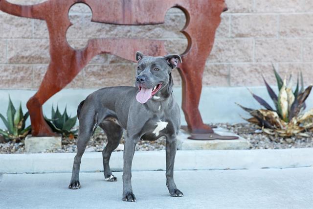 LUNA, Adoptable, Adult Female Pit Bull Terrier & Mixed Breed.