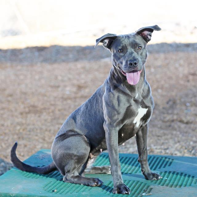 LUNA, Adoptable, Adult Female Pit Bull Terrier & Mixed Breed.