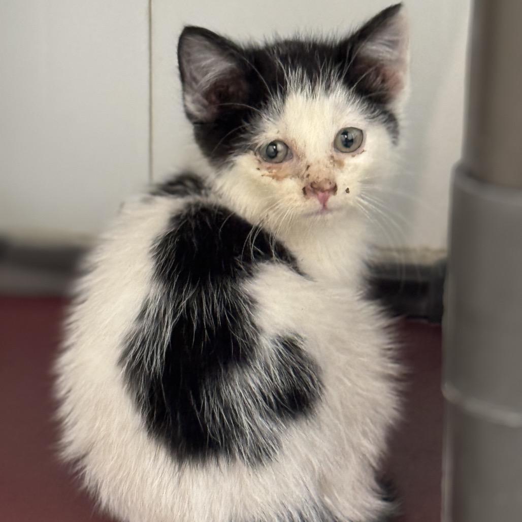 Enlarge Frankie, a Adoptable Domestic Short Hair in Redwood Falls, MN image 1/1