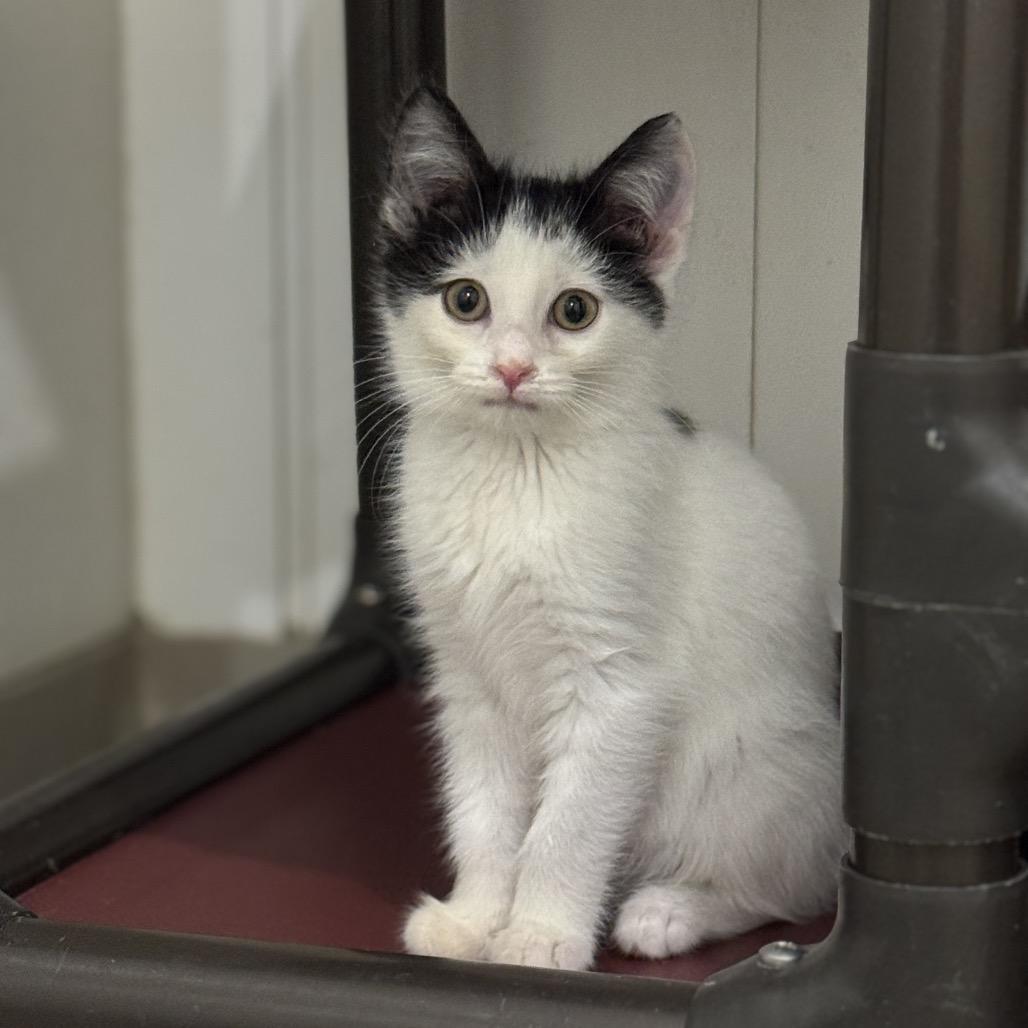 Frankie, a Adoptable Domestic Short Hair in Redwood Falls, MN image 2/2