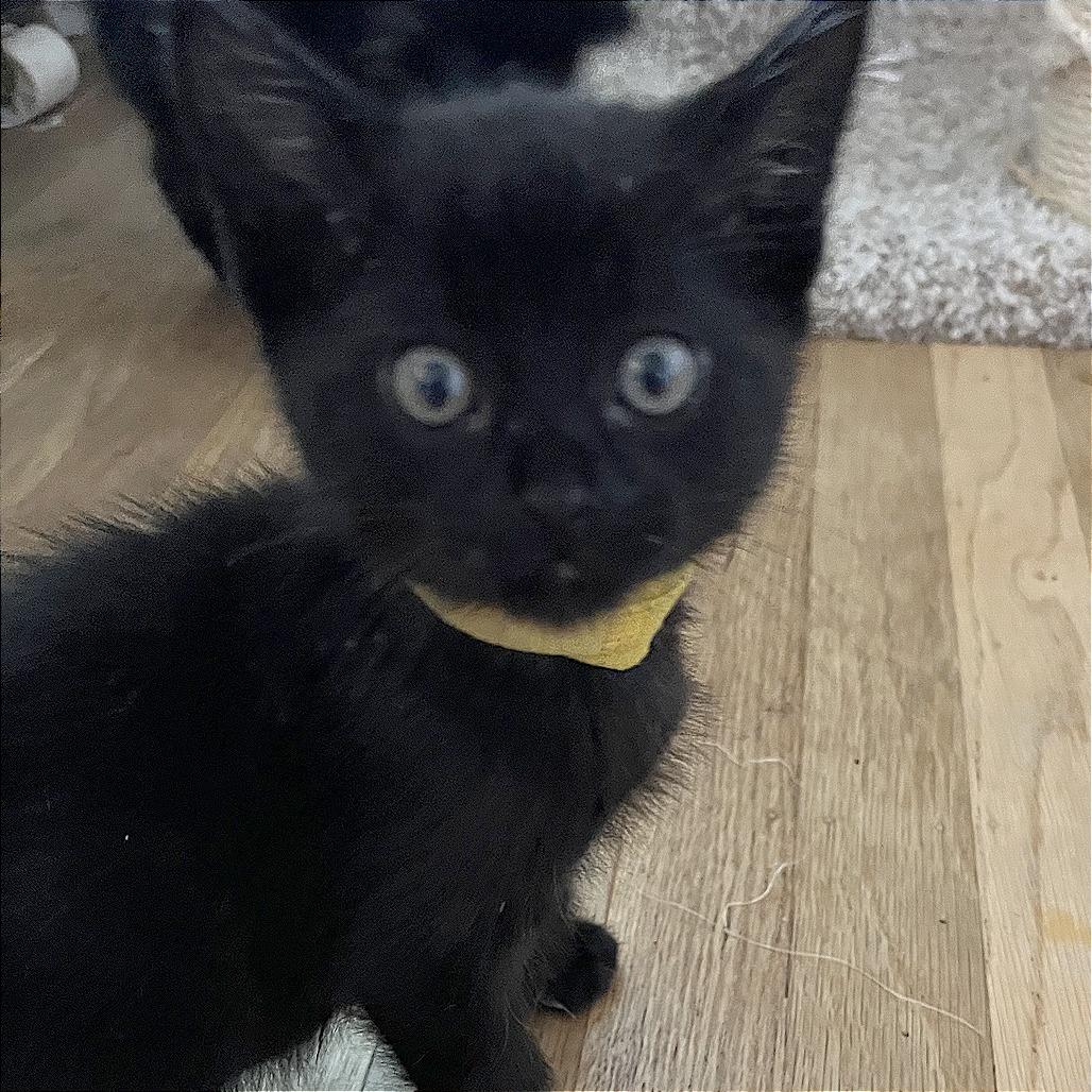 Peanut, Adoptable, Kitten Male Domestic Short Hair.