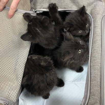 Enlarge Peanut, a Adoptable Domestic Short Hair in Pleasant Hill, CA image 2/5