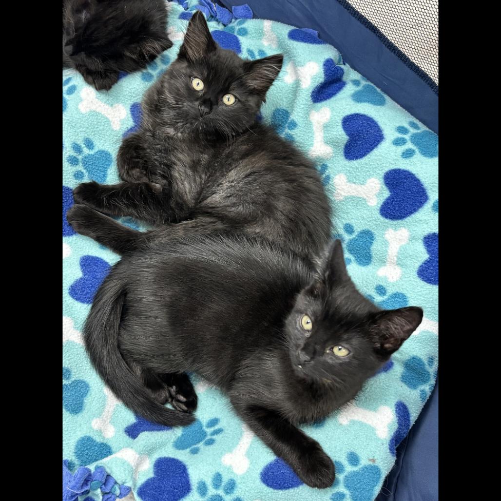 Enlarge Peanut, a Adoptable Domestic Short Hair in Pleasant Hill, CA image 3/5