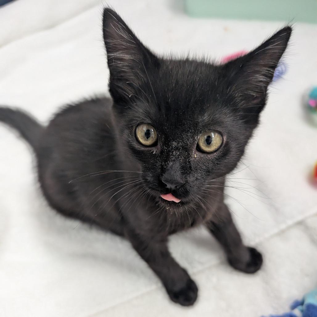 Enlarge Peanut, a Adoptable Domestic Short Hair in Pleasant Hill, CA image 4/5