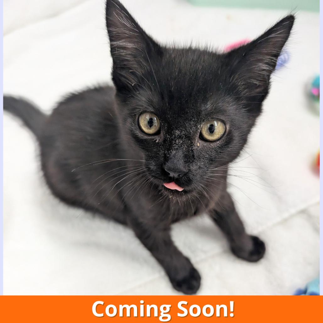 Enlarge Peanut, a Adoptable Domestic Short Hair in Pleasant Hill, CA image 5/5