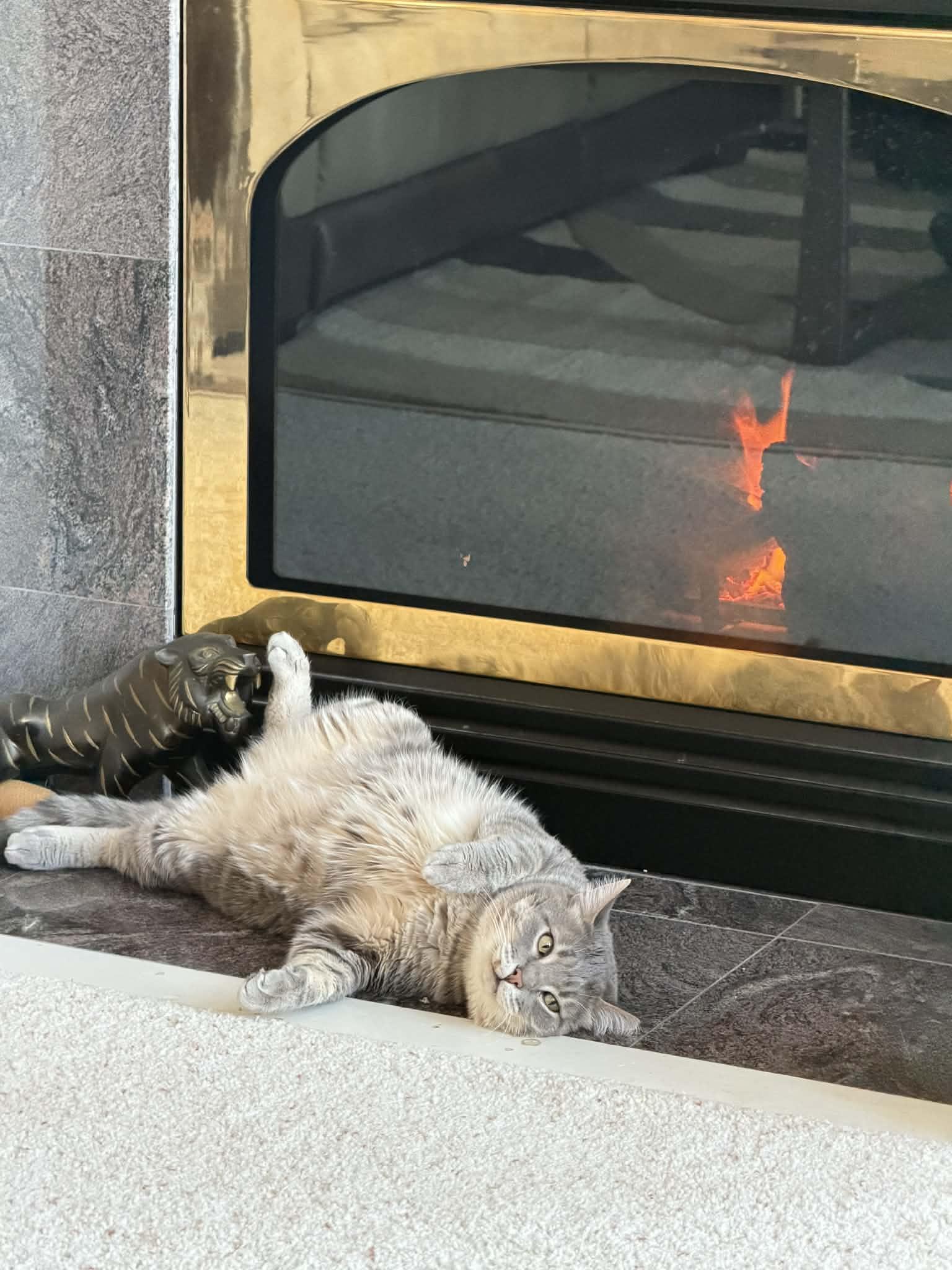 Charlie & Beauty, a Adoptable Domestic Short Hair in Overland Park, KS image 3/6