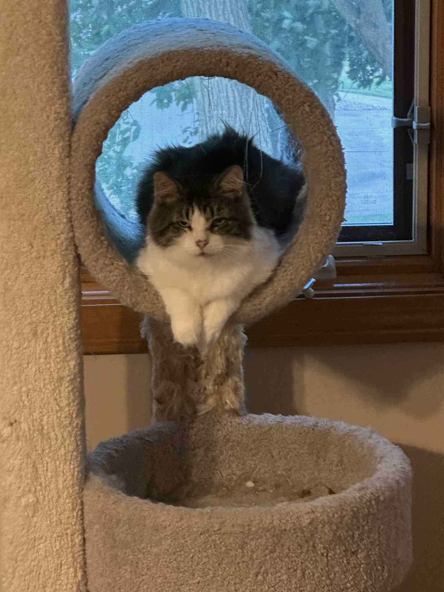 Enlarge Charlie & Beauty, a Adoptable Domestic Short Hair in Overland Park, KS image 1/6