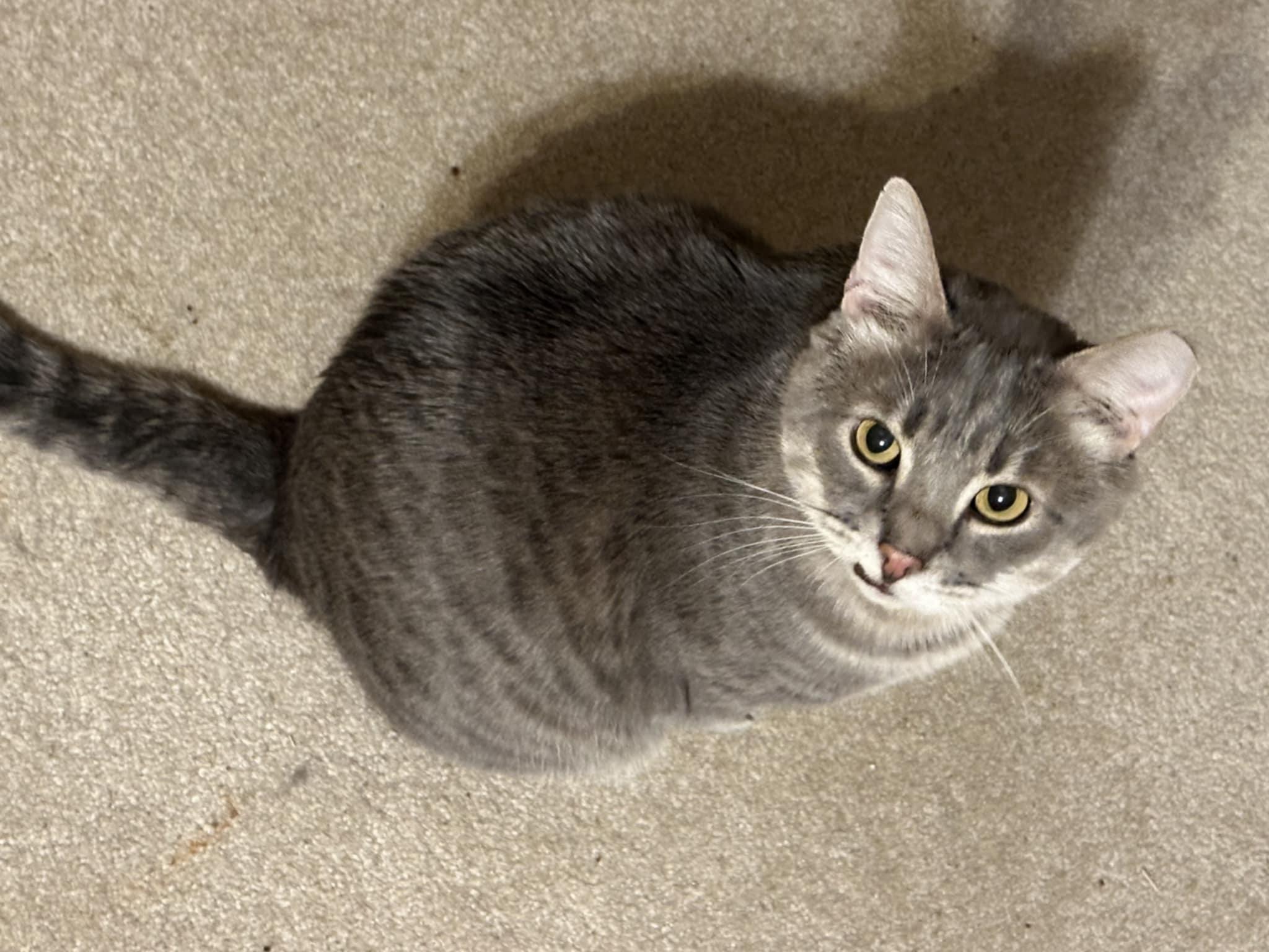 Enlarge Charlie & Beauty, a Adoptable Domestic Short Hair in Overland Park, KS image 3/6