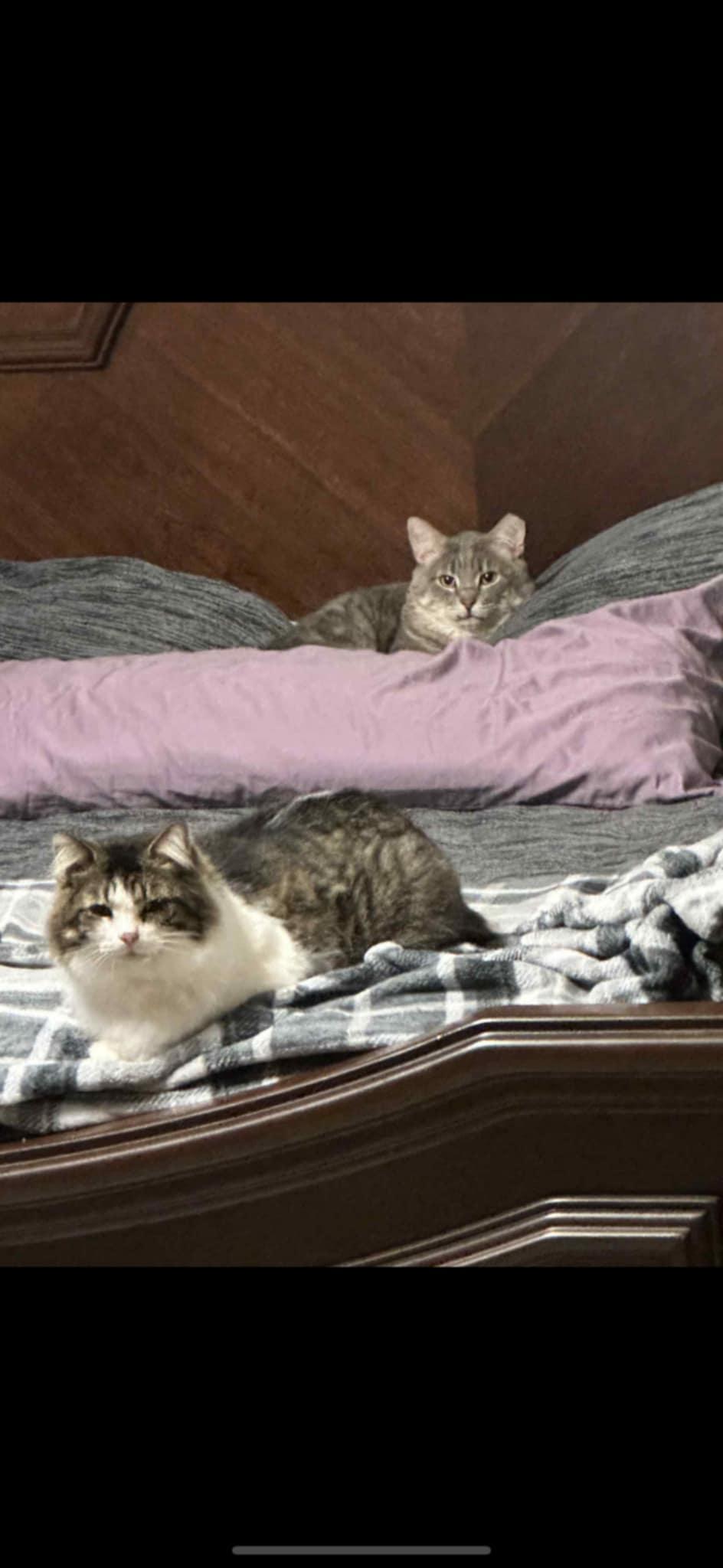 Enlarge Charlie & Beauty, a Adoptable Domestic Short Hair in Overland Park, KS image 4/6