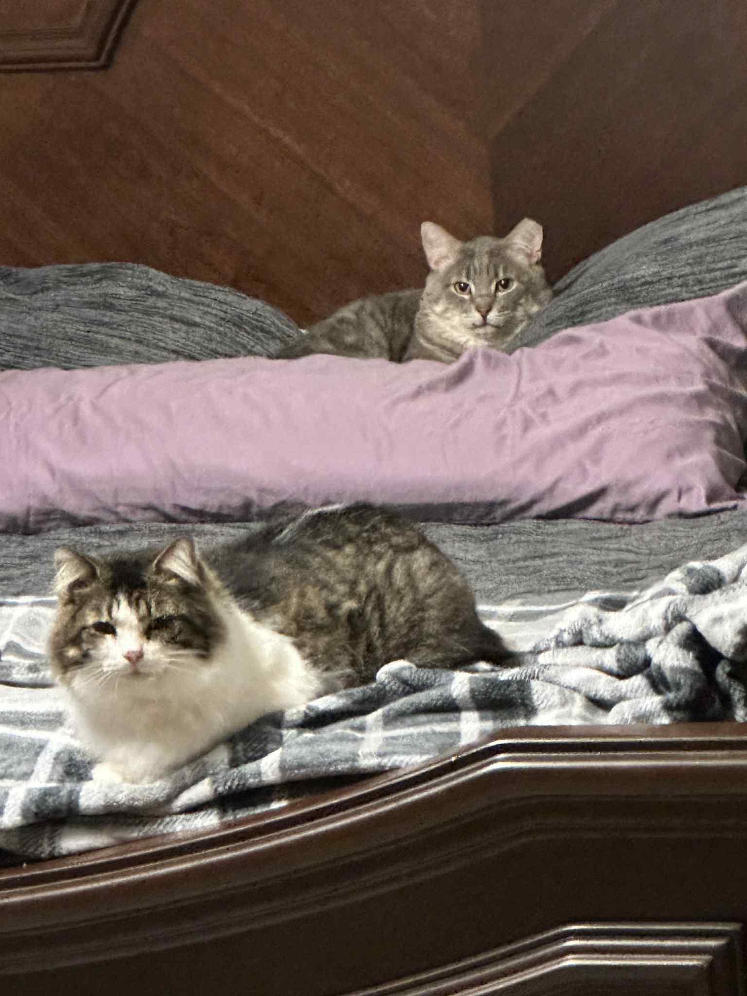 Enlarge Charlie & Beauty, a Adoptable Domestic Short Hair in Overland Park, KS image 6/6