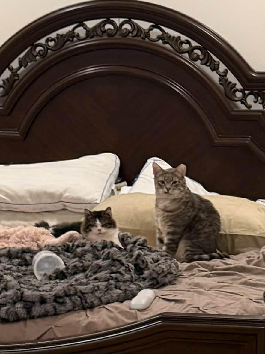 Charlie & Beauty, a Adoptable Domestic Short Hair in Overland Park, KS image 1/6