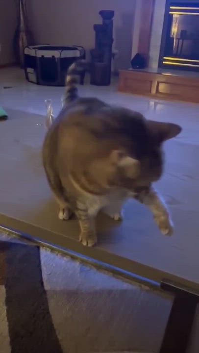 Enlarge Charlie & Beauty, a Adoptable Domestic Short Hair in Overland Park, KS video 5/6