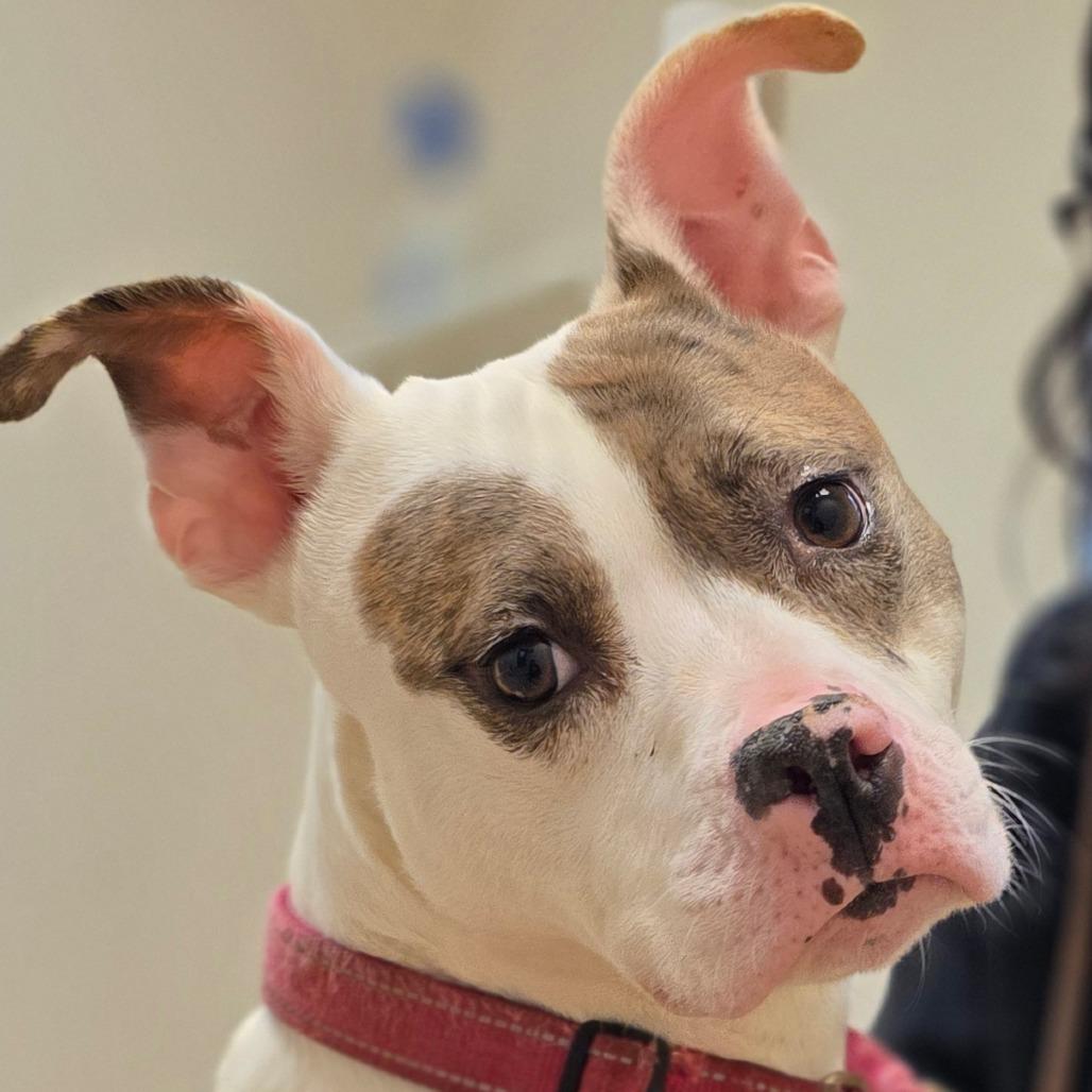 Enlarge Shadow, a Adoptable Mixed Breed in Marysville, OH image 1/1