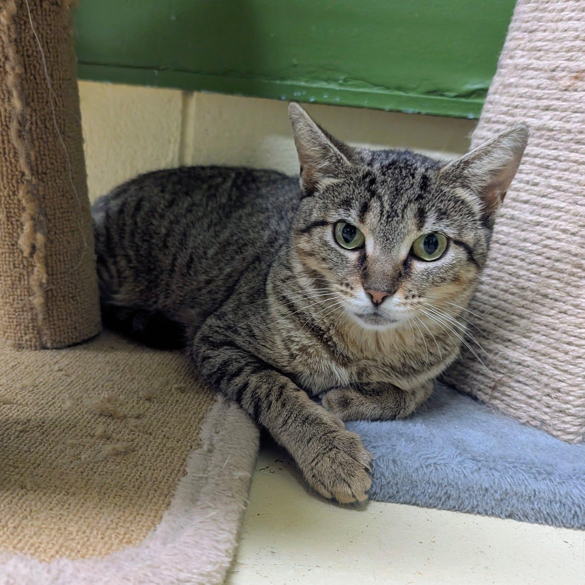 Huckleberry, ADOPTABLE, Adult Female Domestic Short Hair.