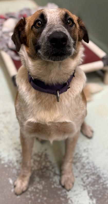 Ron, Adoptable, Young Male Cattle Dog & Mixed Breed.