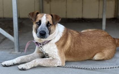 Enlarge Ron, a Adoptable mixed breed in Madera, CA image 2/2