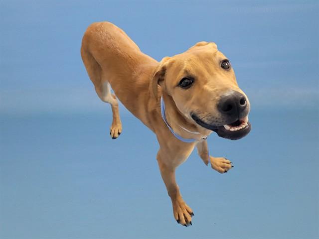 Enlarge RIO, a Adoptable mixed breed in Colorado Springs, CO image 1/1