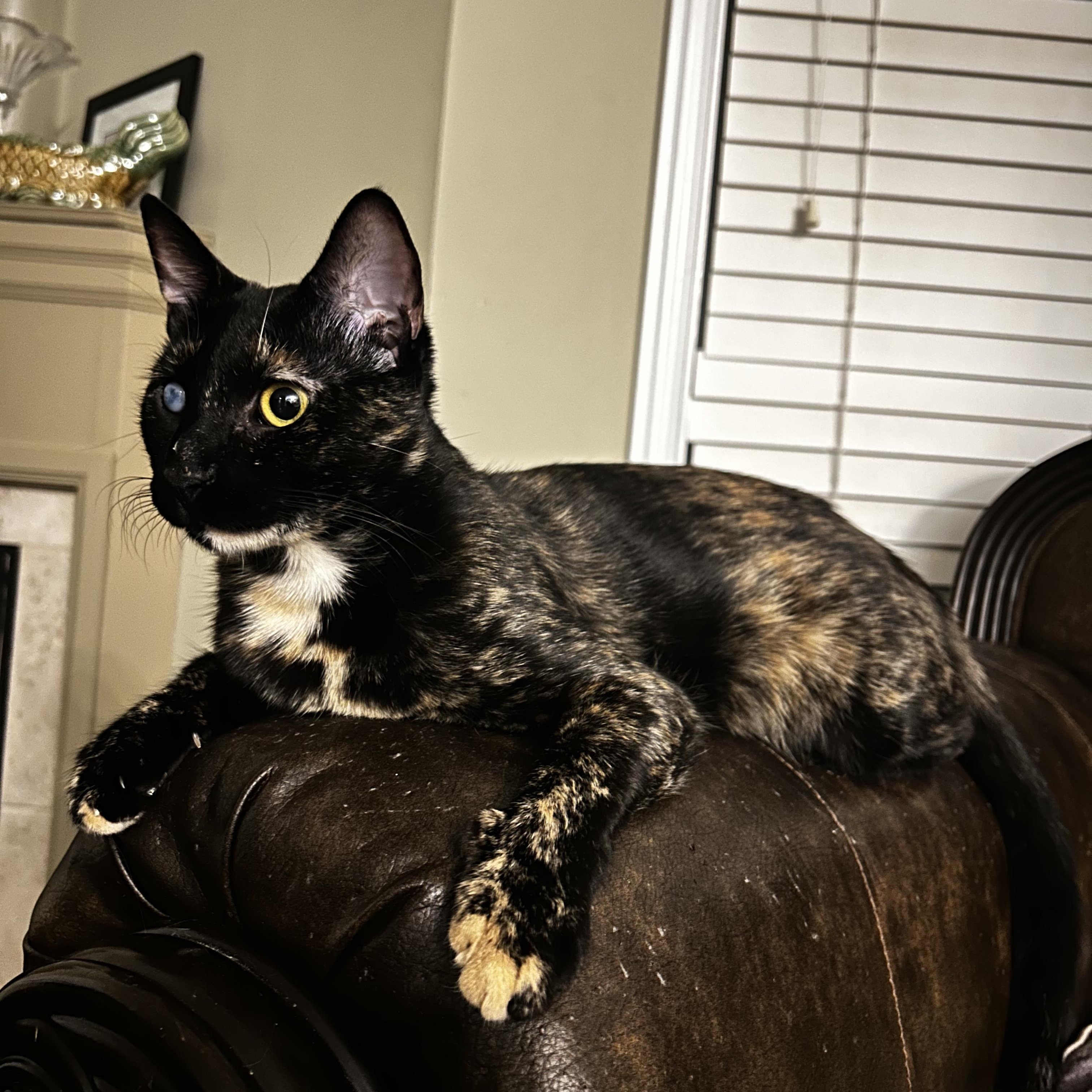 Daisy, Young Female unknown