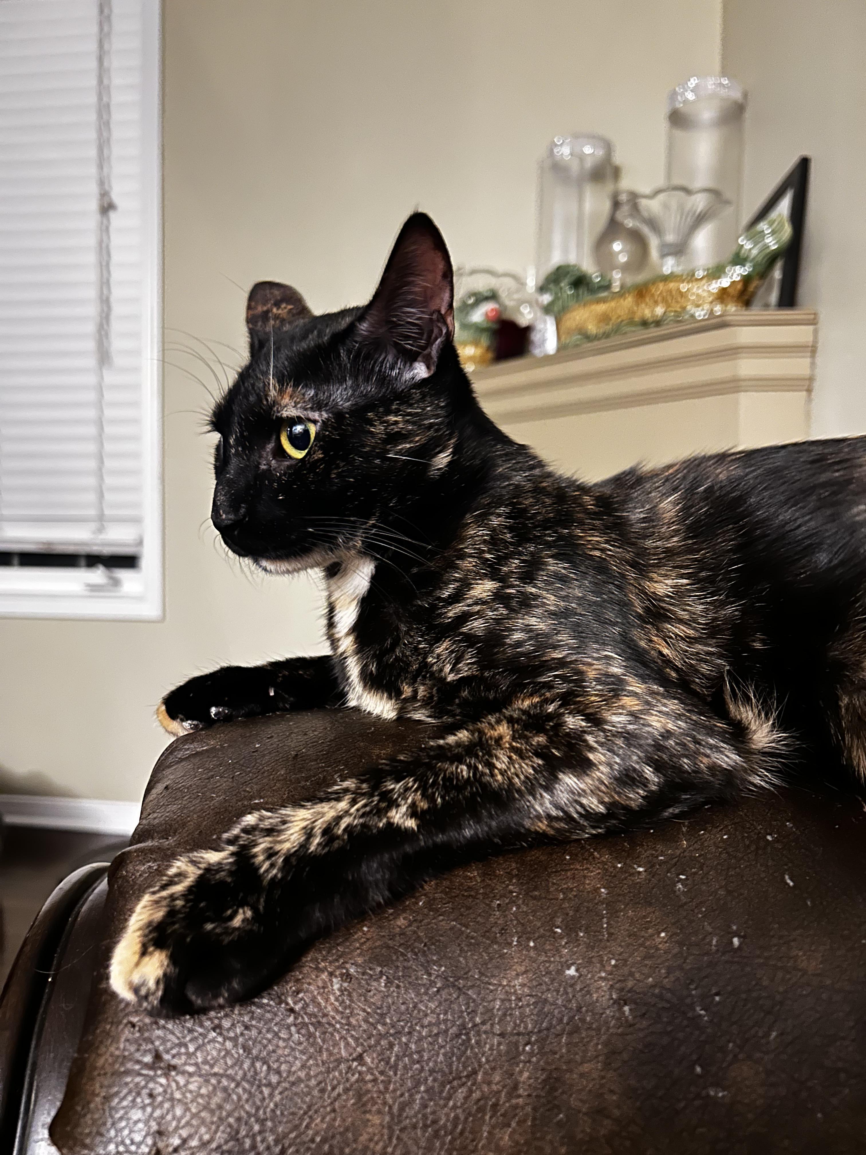 Daisy photo 4