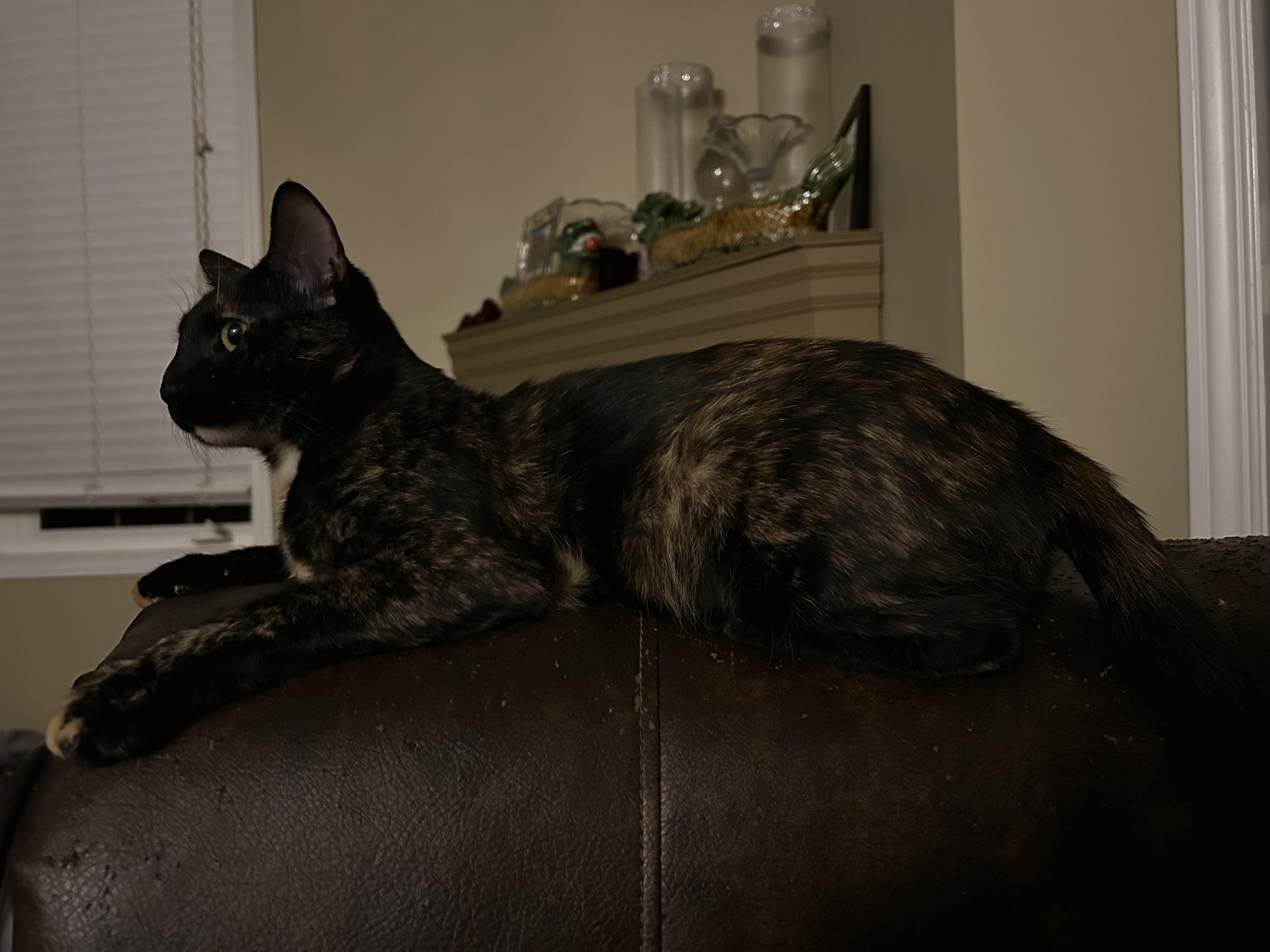 Daisy