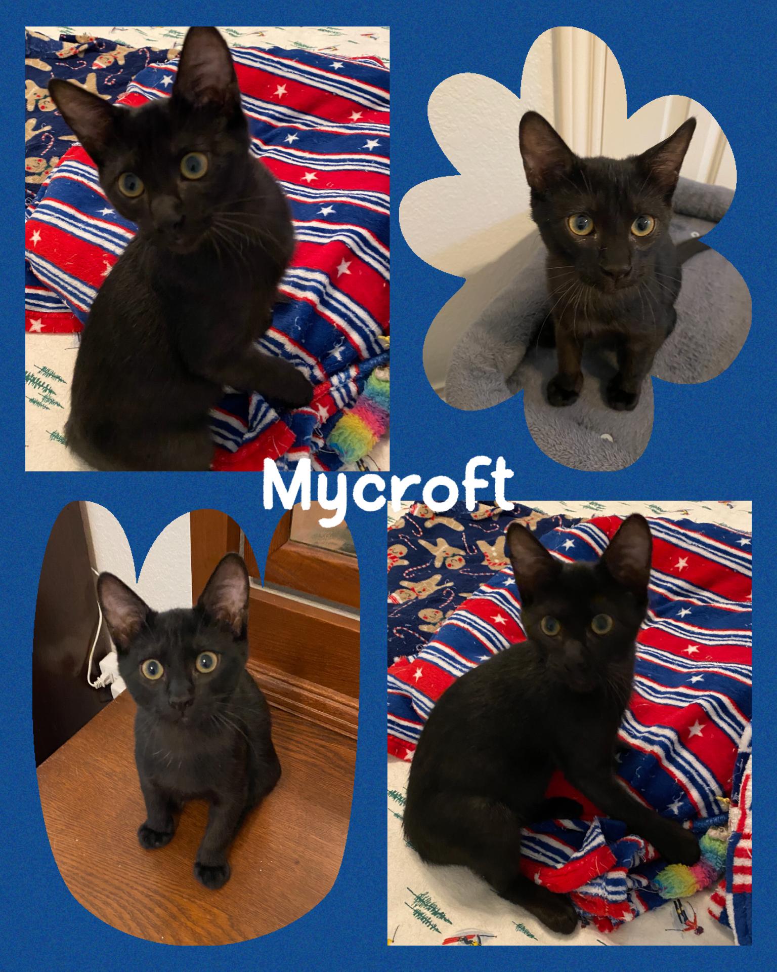 Mycroft, Adopted, Kitten Male Domestic Short Hair.