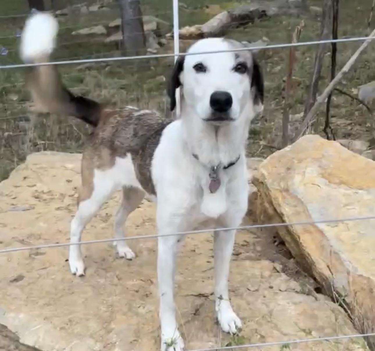 Zoey, a Adoptable mixed breed in Overland Park, KS image 5/6