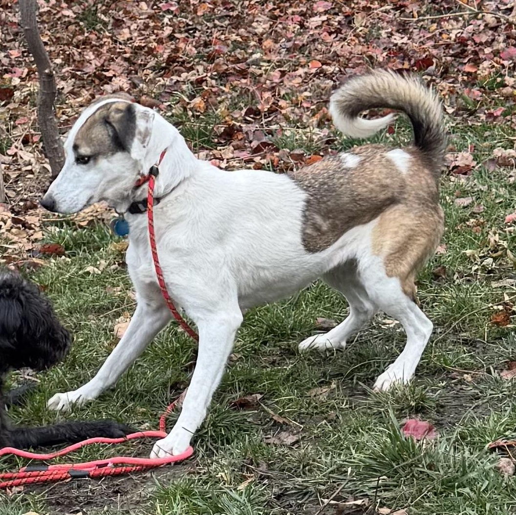 Zoey, a Adoptable mixed breed in Overland Park, KS image 2/6