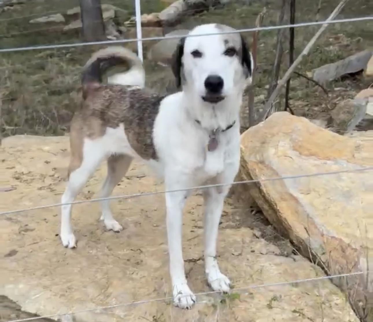 Zoey, a Adoptable mixed breed in Overland Park, KS image 6/6