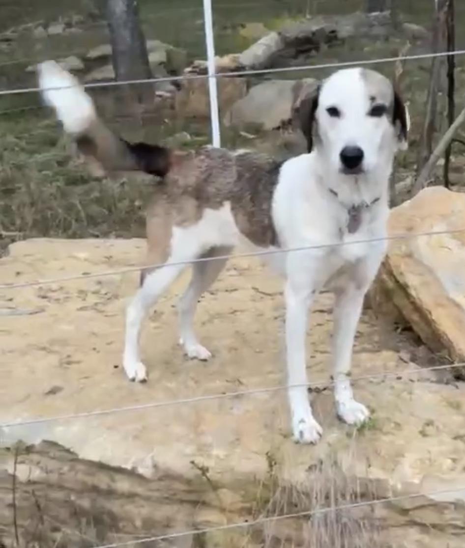 Zoey, Adoptable, Young Female Anatolian Shepherd & Great Pyrenees.