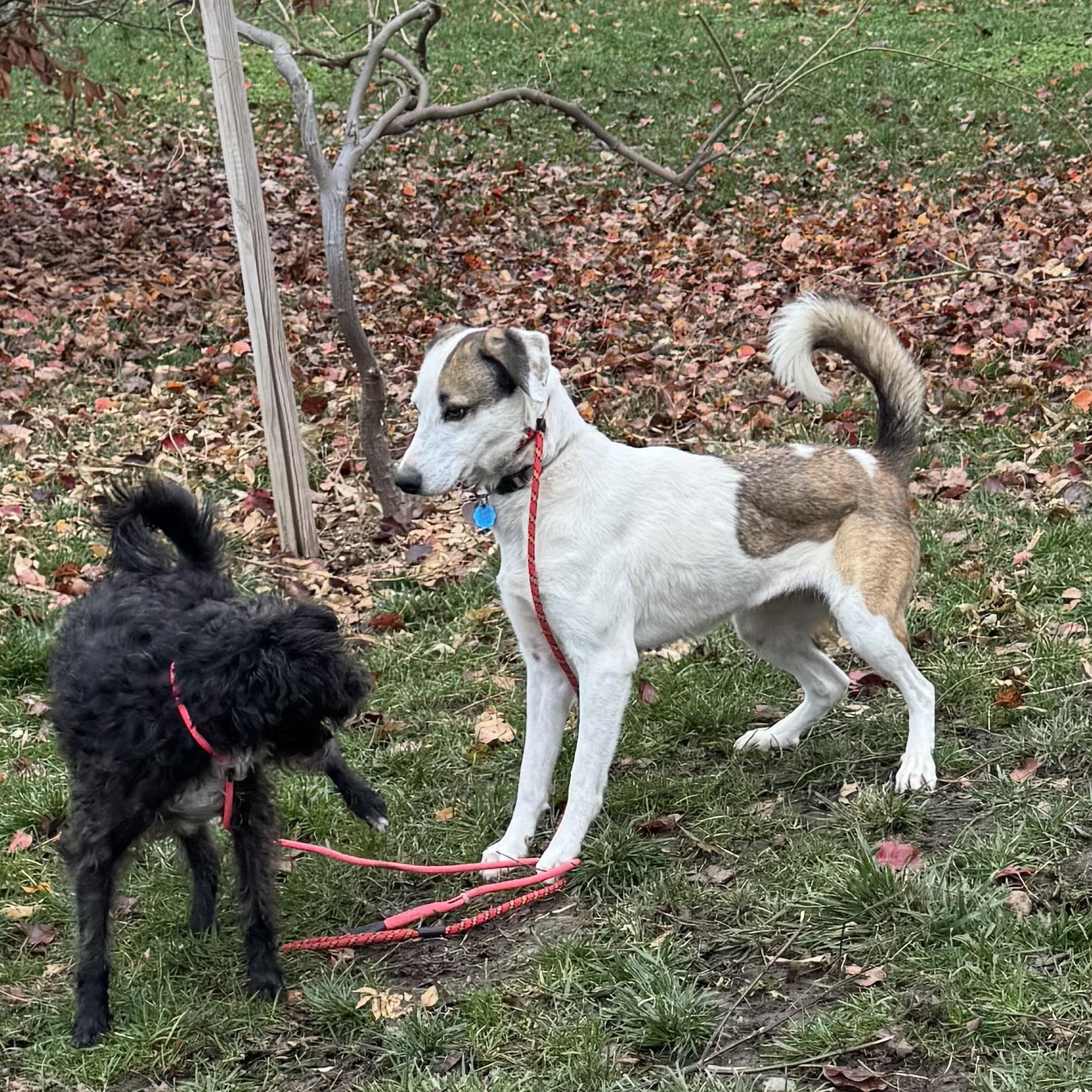 Zoey, a Adoptable mixed breed in Overland Park, KS image 3/6