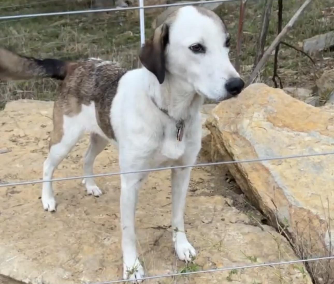 Zoey, a Adoptable mixed breed in Overland Park, KS image 4/6