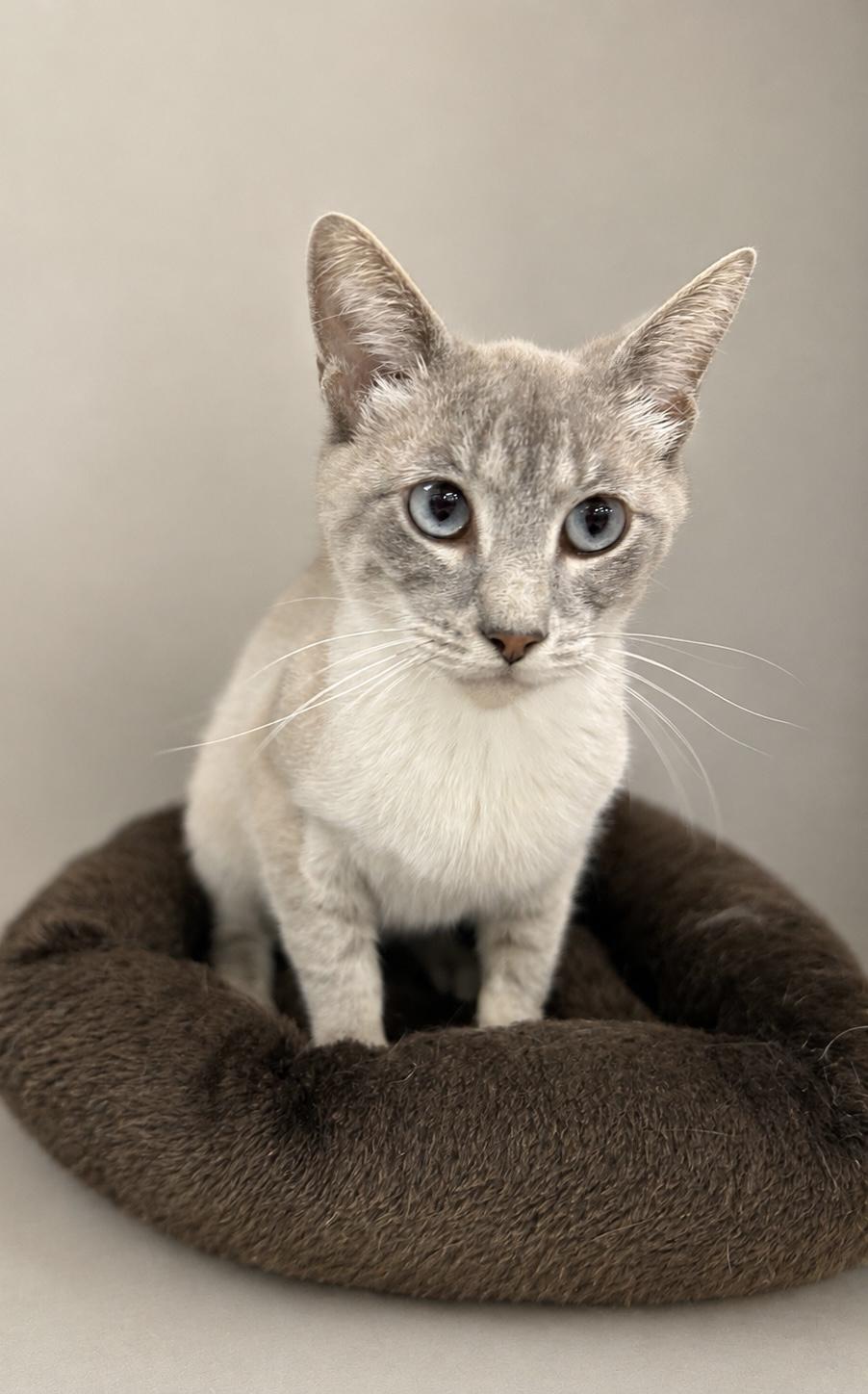 Loretta, adopted, Young Female Domestic Short Hair & Siamese.