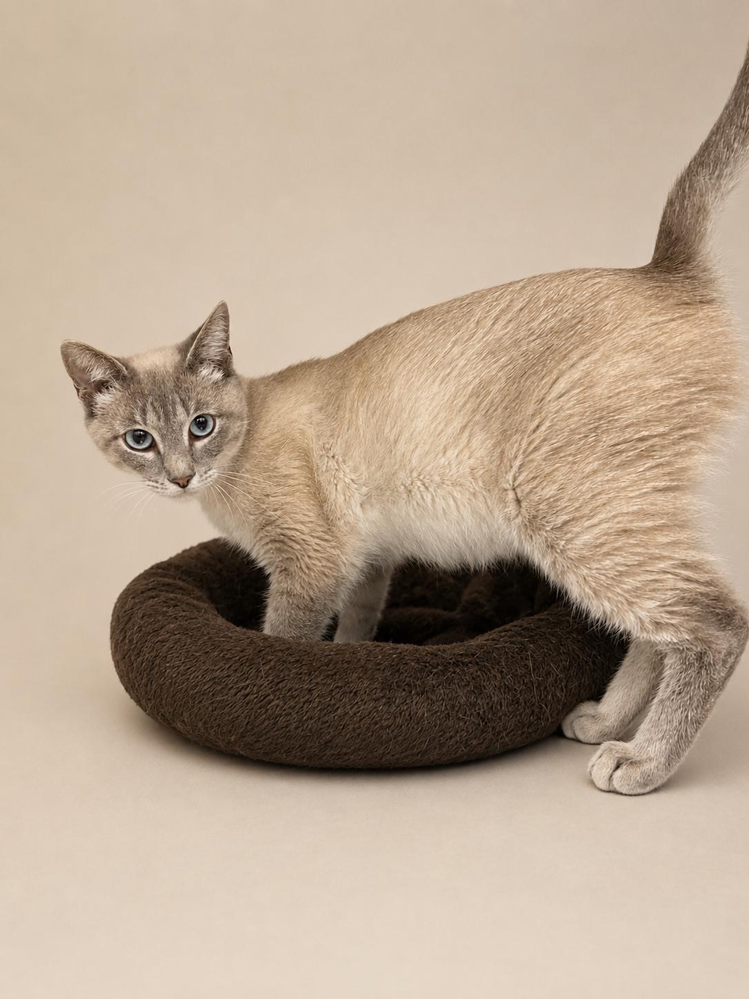 Loretta, an adopted mixed breed in Greensboro, NC image 3/3