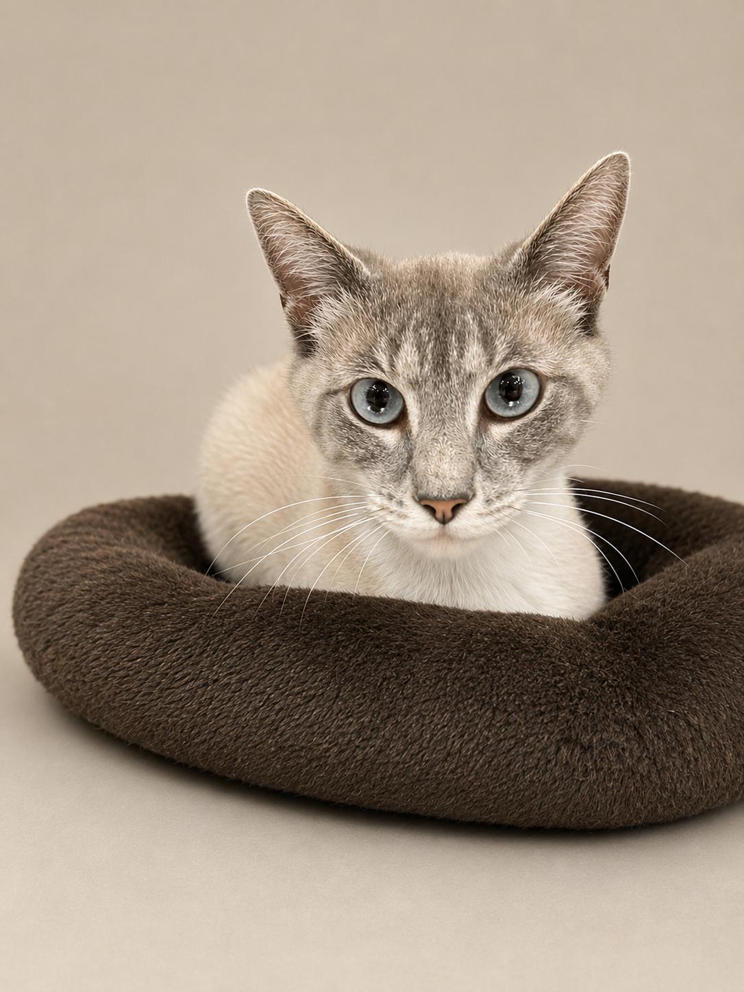 Loretta, an adopted mixed breed in Greensboro, NC image 2/3