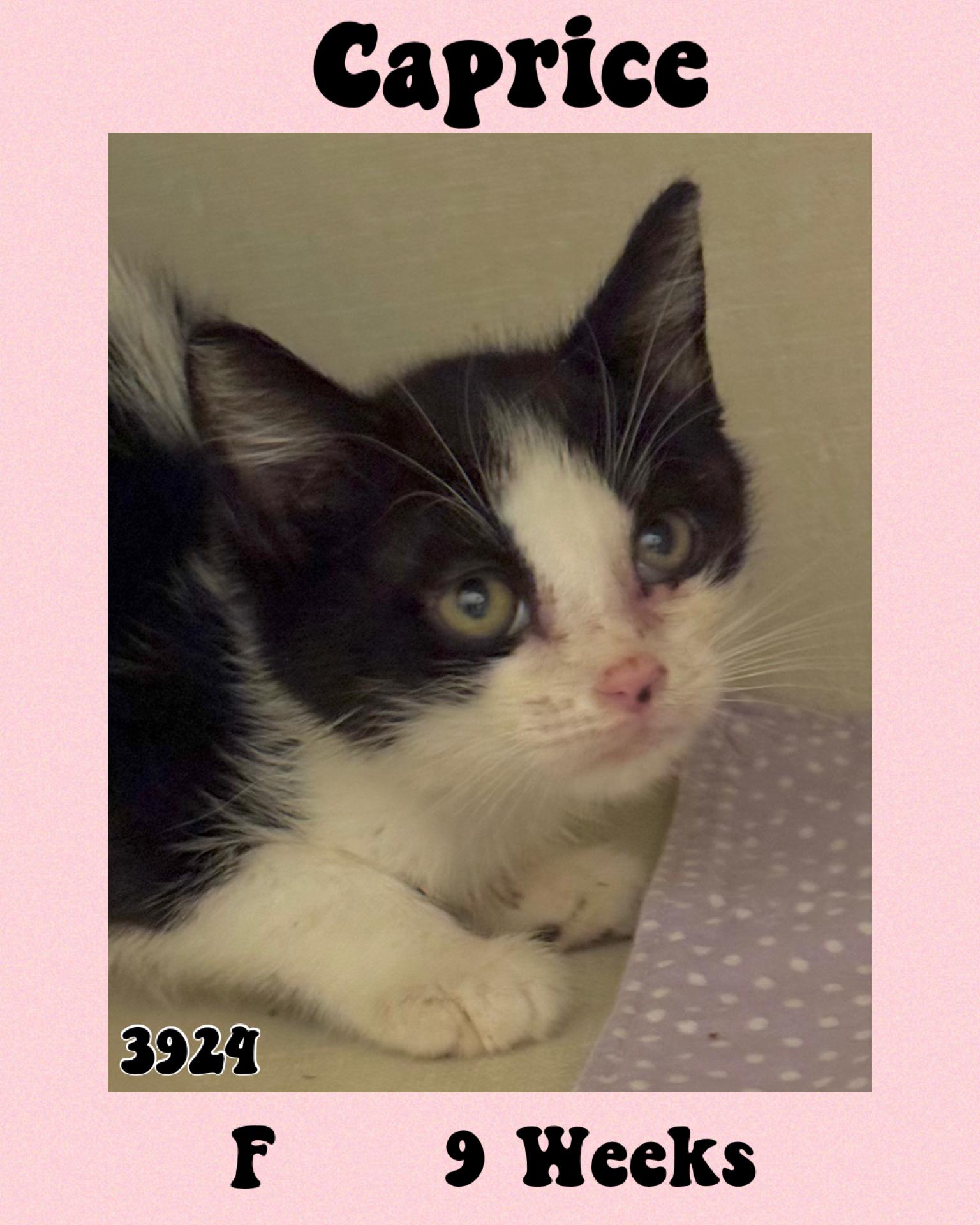 Caprice, Adoptable, Young Female American Shorthair.