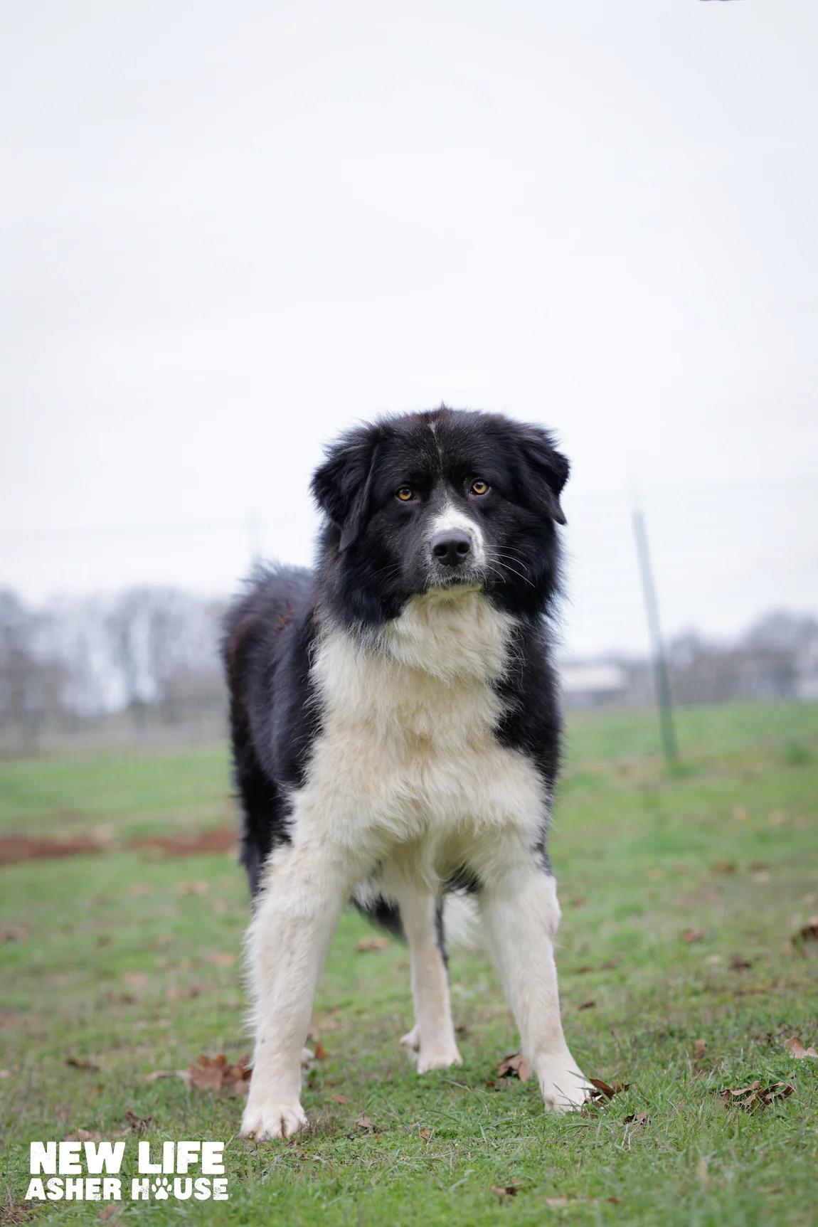 Enlarge Dakota, a ADOPTABLE mixed breed in Portland, OR image 2/2