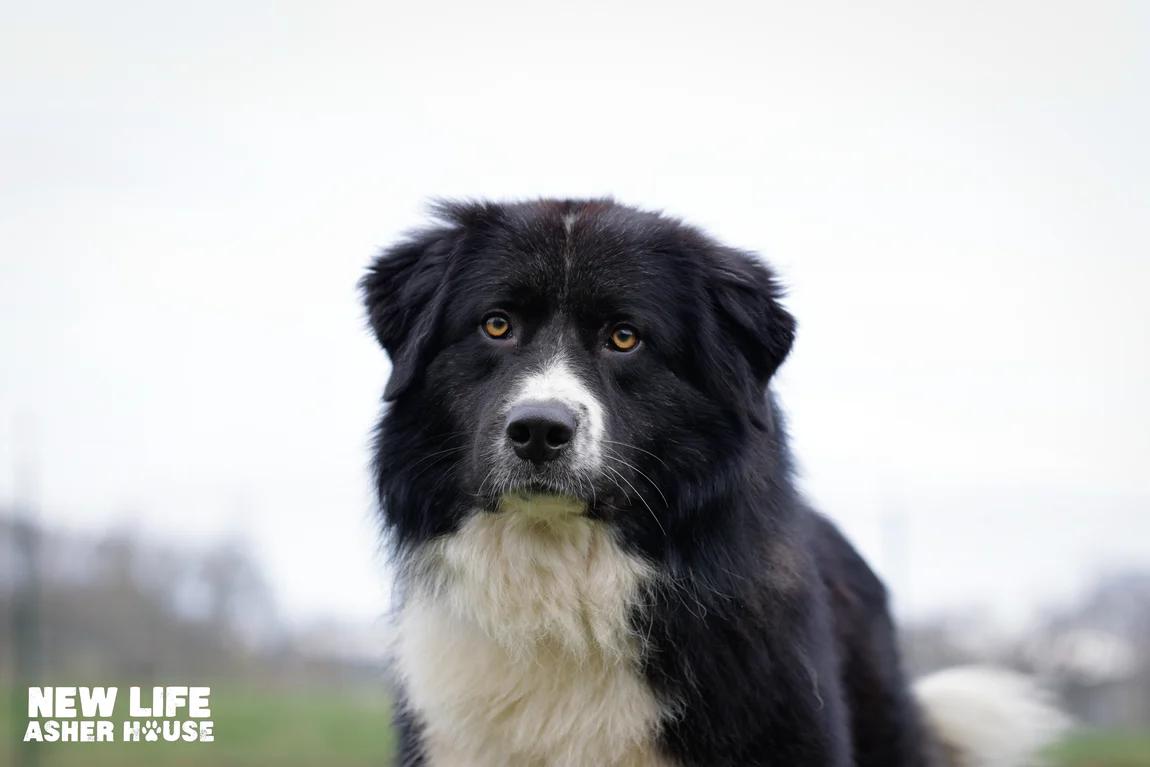 Dakota, ADOPTABLE, Adult Male Great Pyrenees.