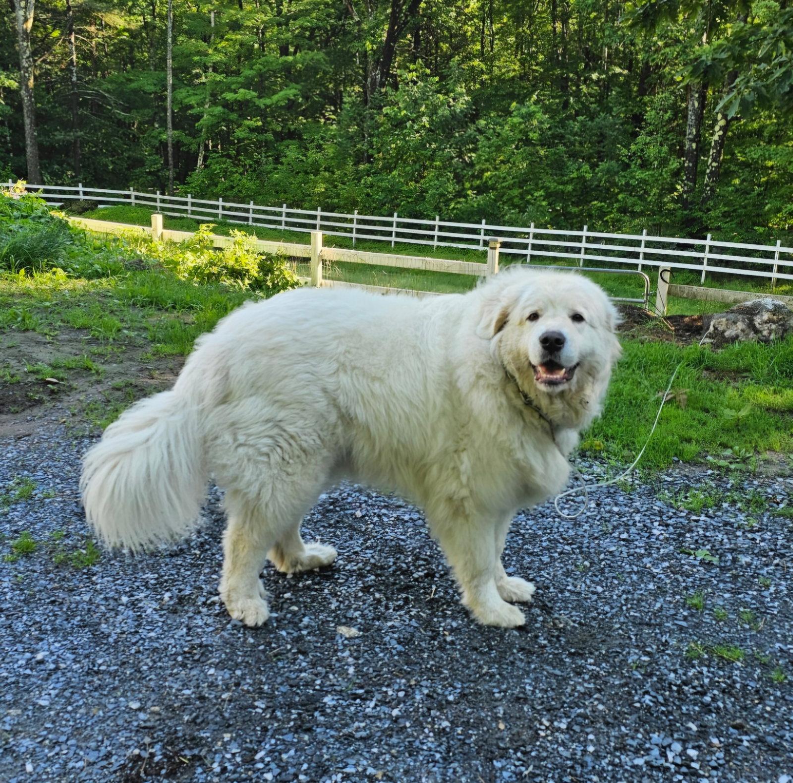 WYNTER CLOUD in NH, Adoptable, Adult Female Great Pyrenees.