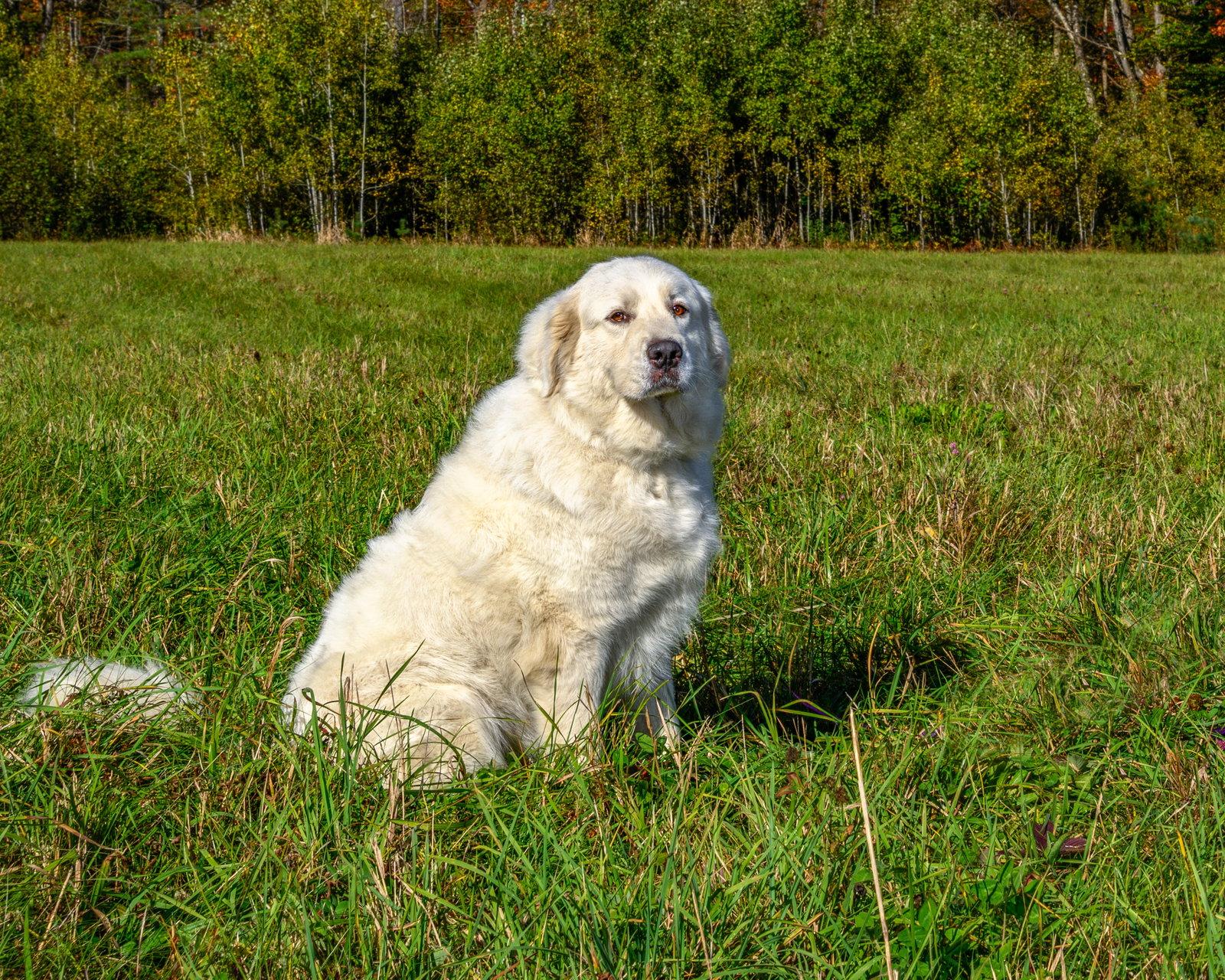 Enlarge WYNTER CLOUD in NH, a Adoptable Great Pyrenees in Croydon, NH image 2/3