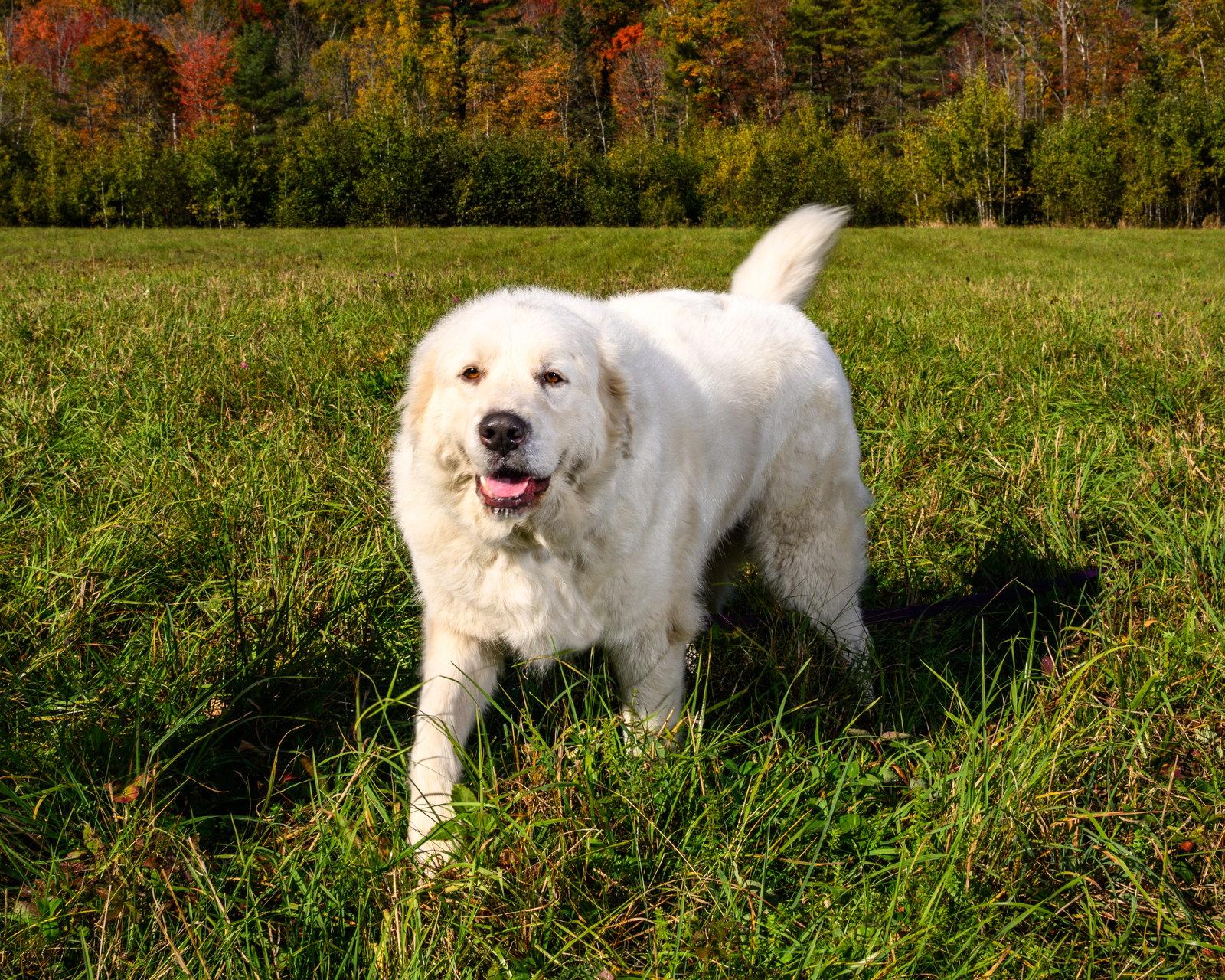 Enlarge WYNTER CLOUD in NH, a Adoptable Great Pyrenees in Croydon, NH image 3/3