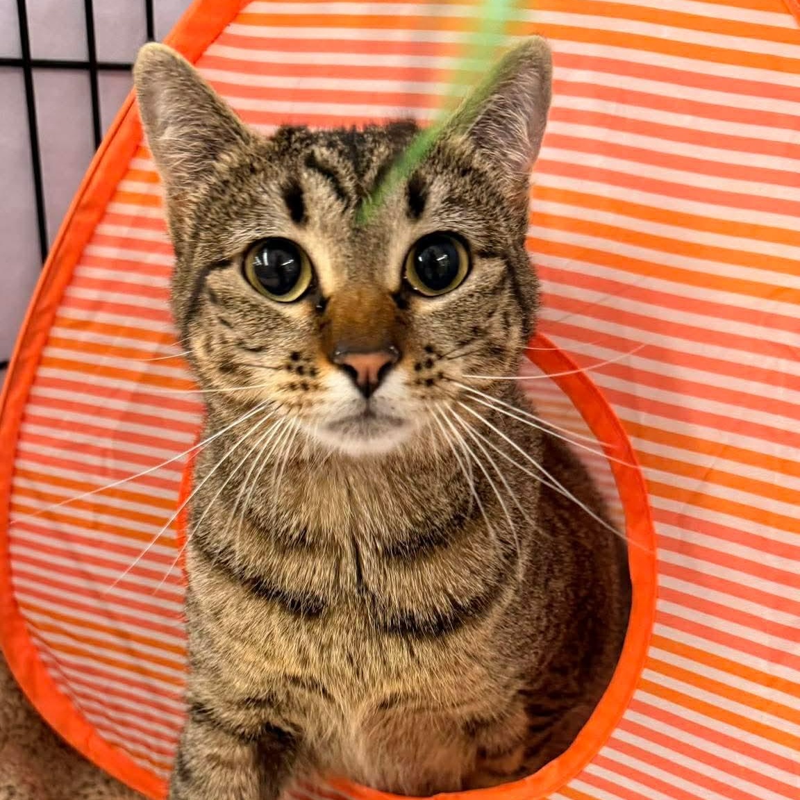 Maisey, Adoptable, Young Female Tabby & Domestic Short Hair.